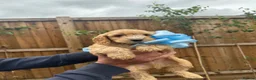 Cockapoo dogs for sale: Cockapoo F1 Gorgeous Puppies 🐶❤️ - Advert 16