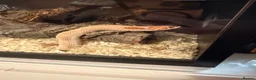 Snake reptiles for sale: Hognose snake and set up  - Advert 3