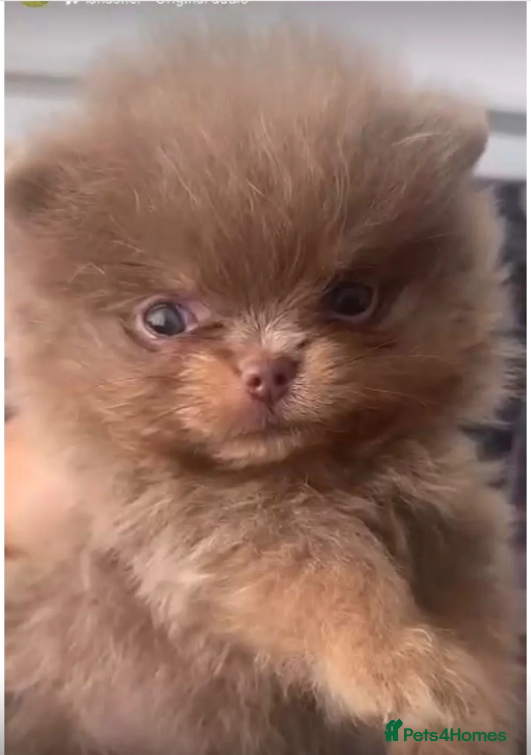 Pomeranian dogs for stud: 🐾✨ ** Lilac Tan Proven Stud Available! ✨🐾 - Advert 11