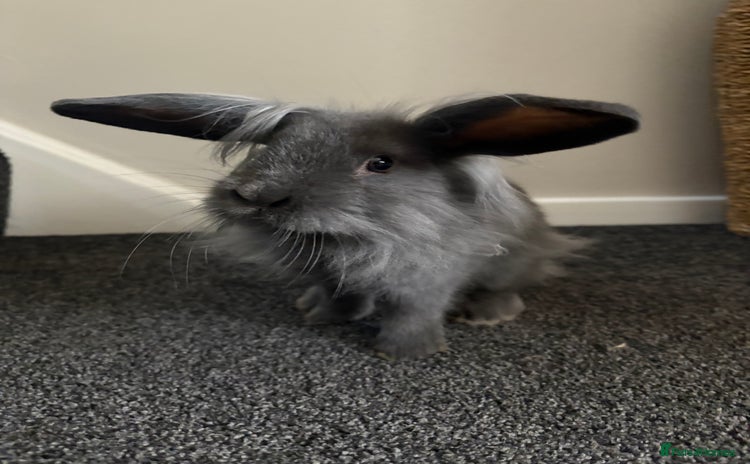 Mini Lop rabbits - Advert 6