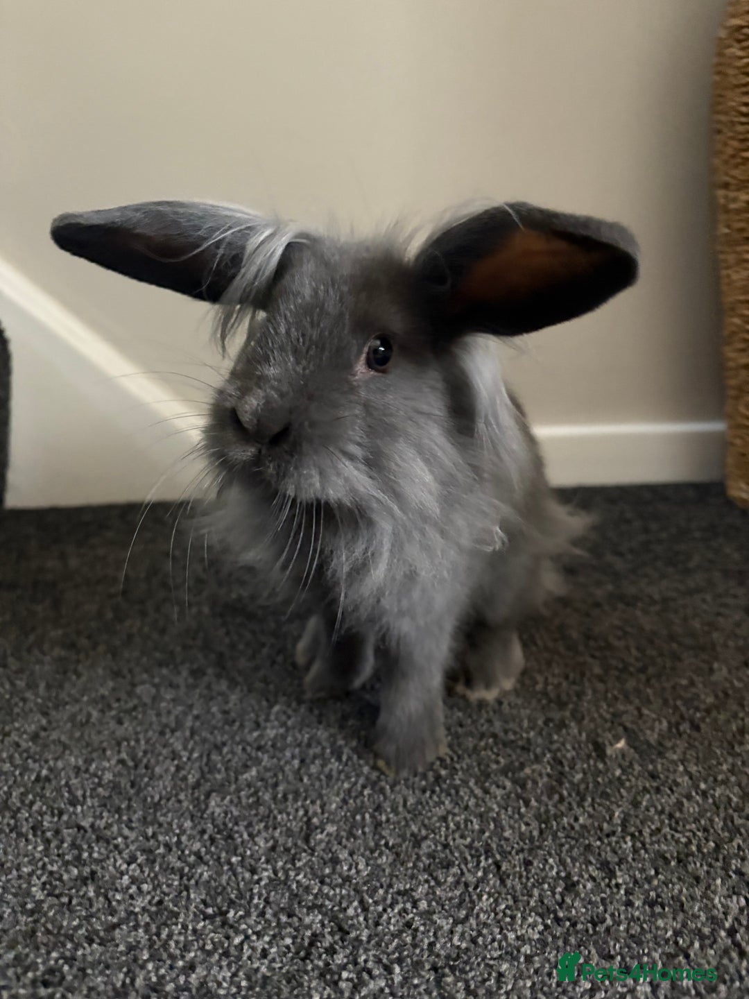 Mini Lop rabbits for sale: Minilop Rabbits - Image 3