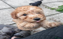 Miniature Poodle dogs for sale: Miniature poodle - Image 9