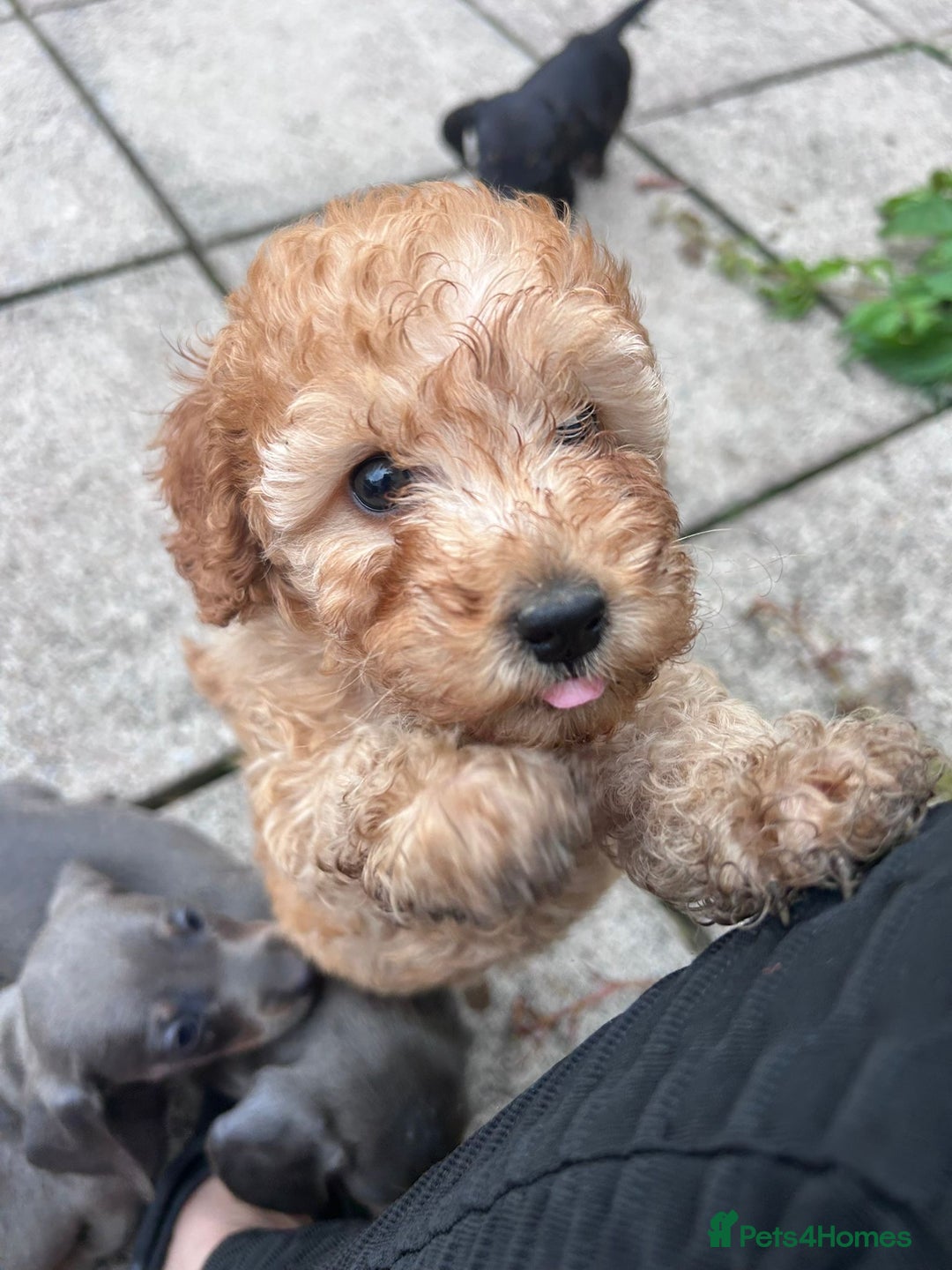 Miniature Poodle dogs for sale: Miniature poodle - Image 9