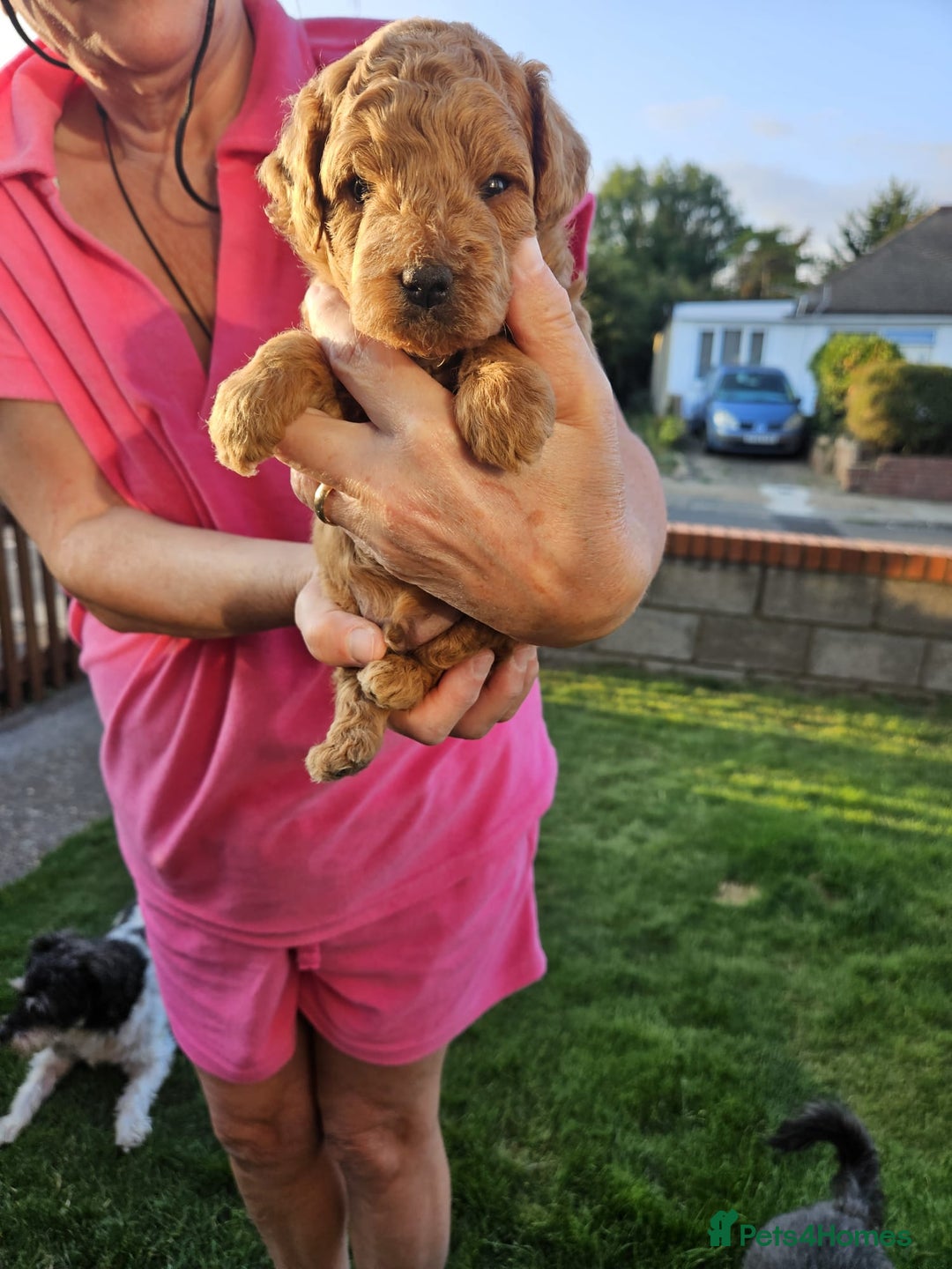 Jackapoo dogs for sale: 3 Beautiful F1B Jackapoo puppies. - Image 4