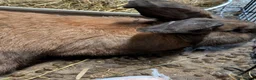 Continental Giant rabbits for sale: Bilbo in Glasgow - Advert 4
