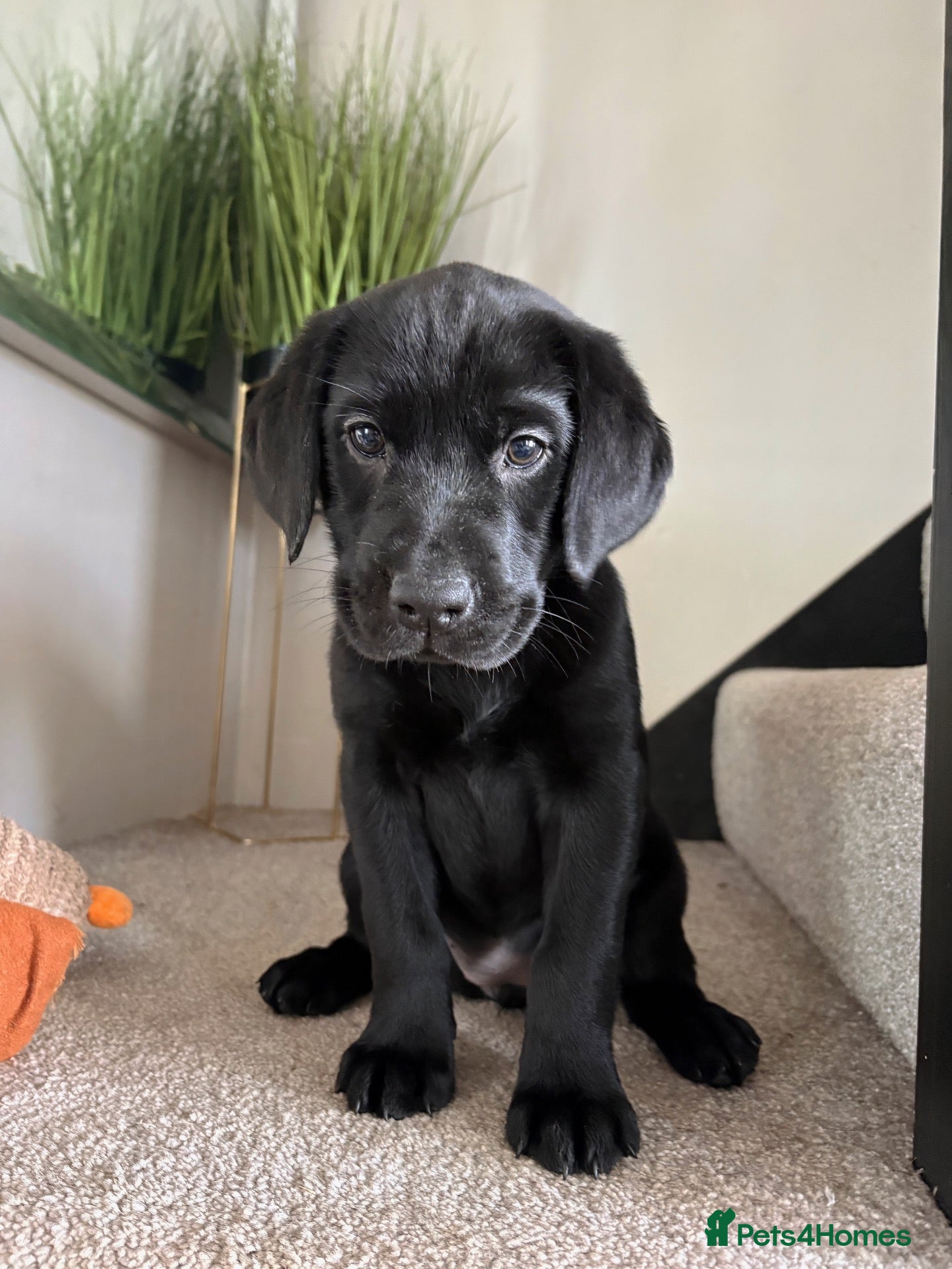 Labrador Retriever dogs Last Girl 🖤 KC Labrador Retrievers - Advert 7