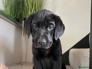 Labrador Retriever dogs Last Girl 🖤 KC Labrador Retrievers - Advert 7