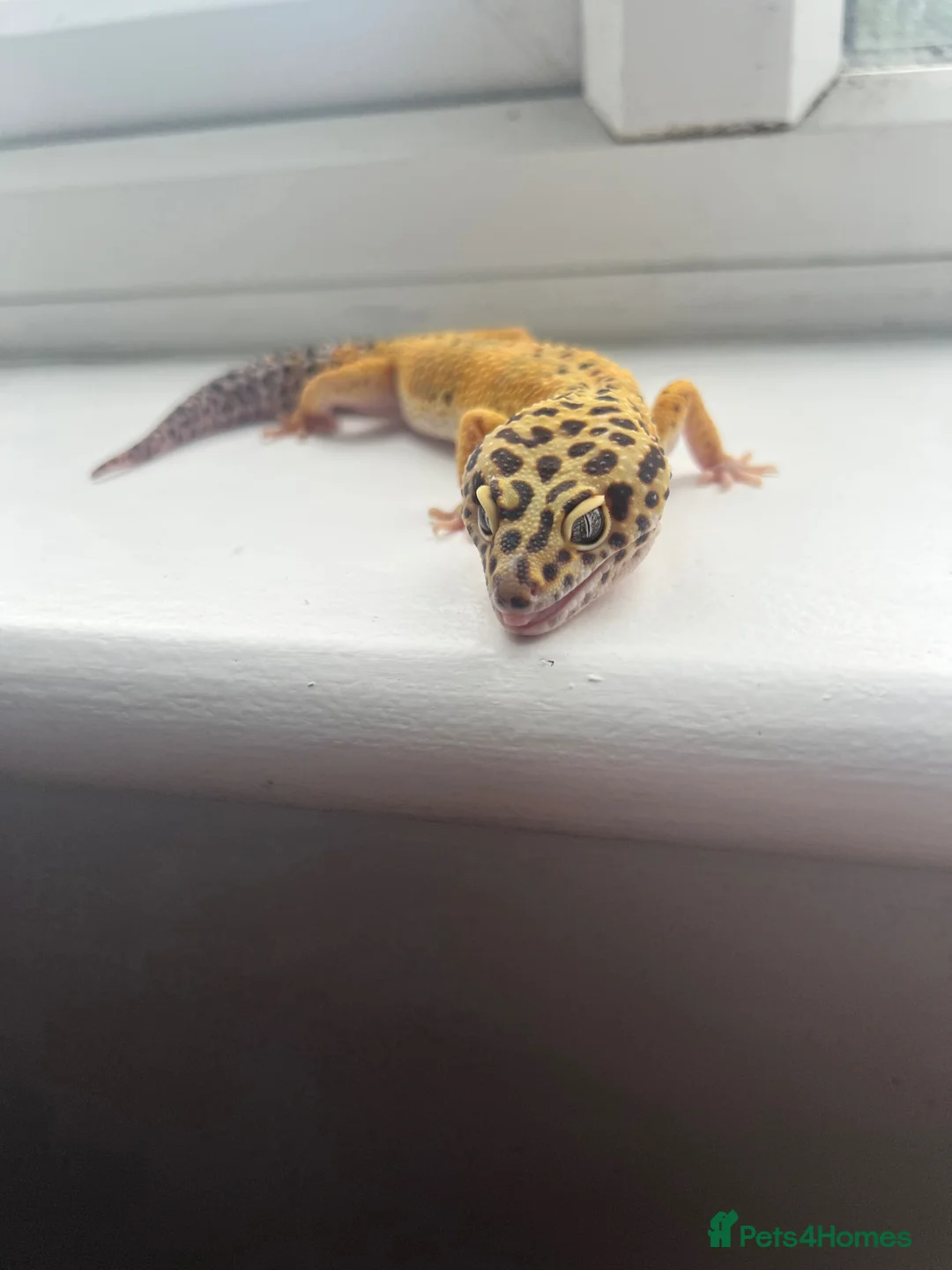 Leopard Gecko reptiles for sale: 3 Leopard Geckos for sale (Need sold ASAP) in Rickmansworth - Advert 1