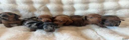 Dachshund dogs for sale: Miniature Dapple Dachshund  - Advert 1