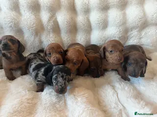 Dachshund dogs Miniature Dapple Dachshund - Advert 17