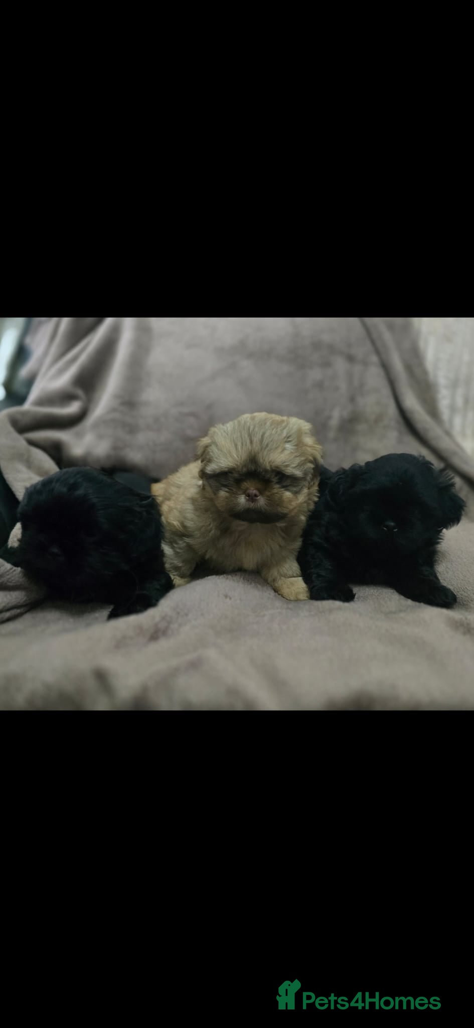 Shih Tzu dogs * Last 3 boys* Shih Tzu puppies - Advert 13