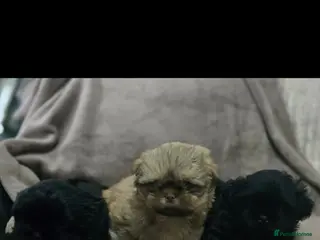 Shih Tzu dogs * Last 3 boys* Shih Tzu puppies - Advert 13