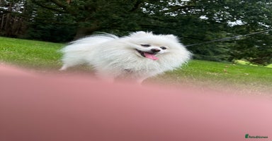 Pomeranian dogs - Advert 7