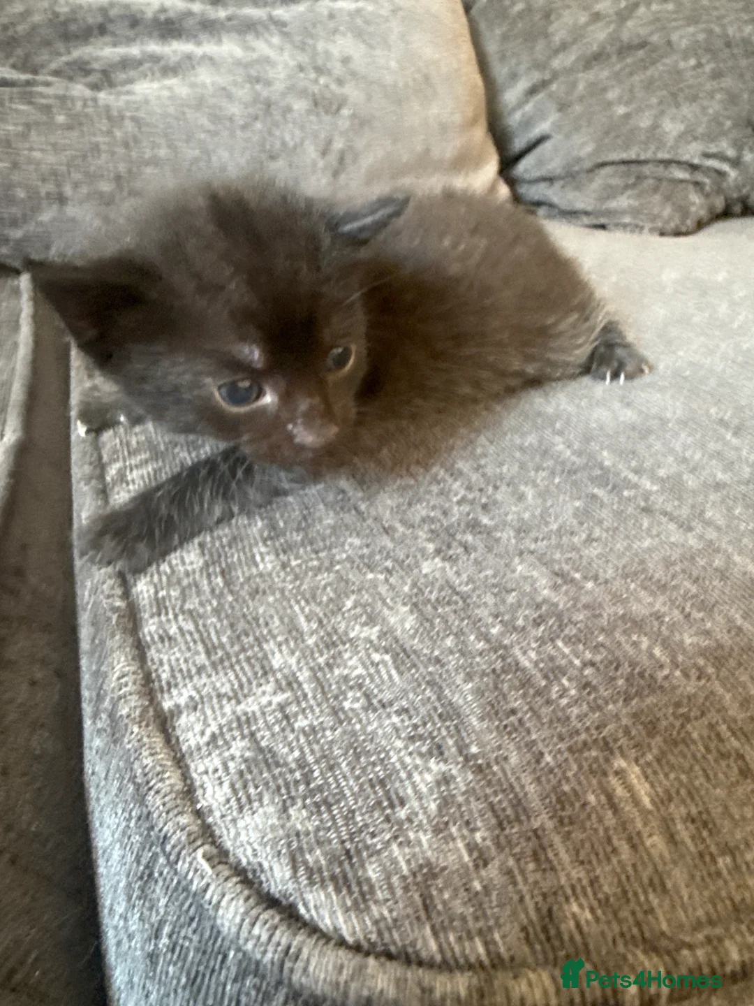 Mixed Breed cats for sale: Kittens  in Taunton - Advert 2