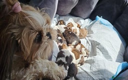 Shih Tzu dogs for sale: Puppies shih tzu - Image 6