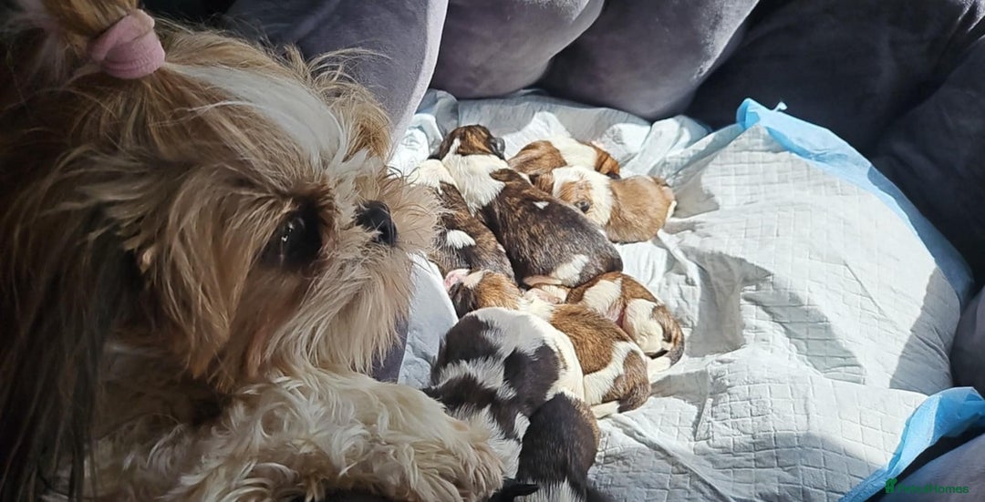 Shih Tzu dogs for sale: Puppies shih tzu - Image 6