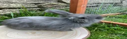 Angora rabbits for sale: Full Face English Angoras - Advert 21