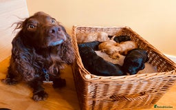 Cockapoo dogs for sale: Beautiful F1 Cockapoo girl - Image 5