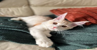 Maine Coon cats - Advert 2