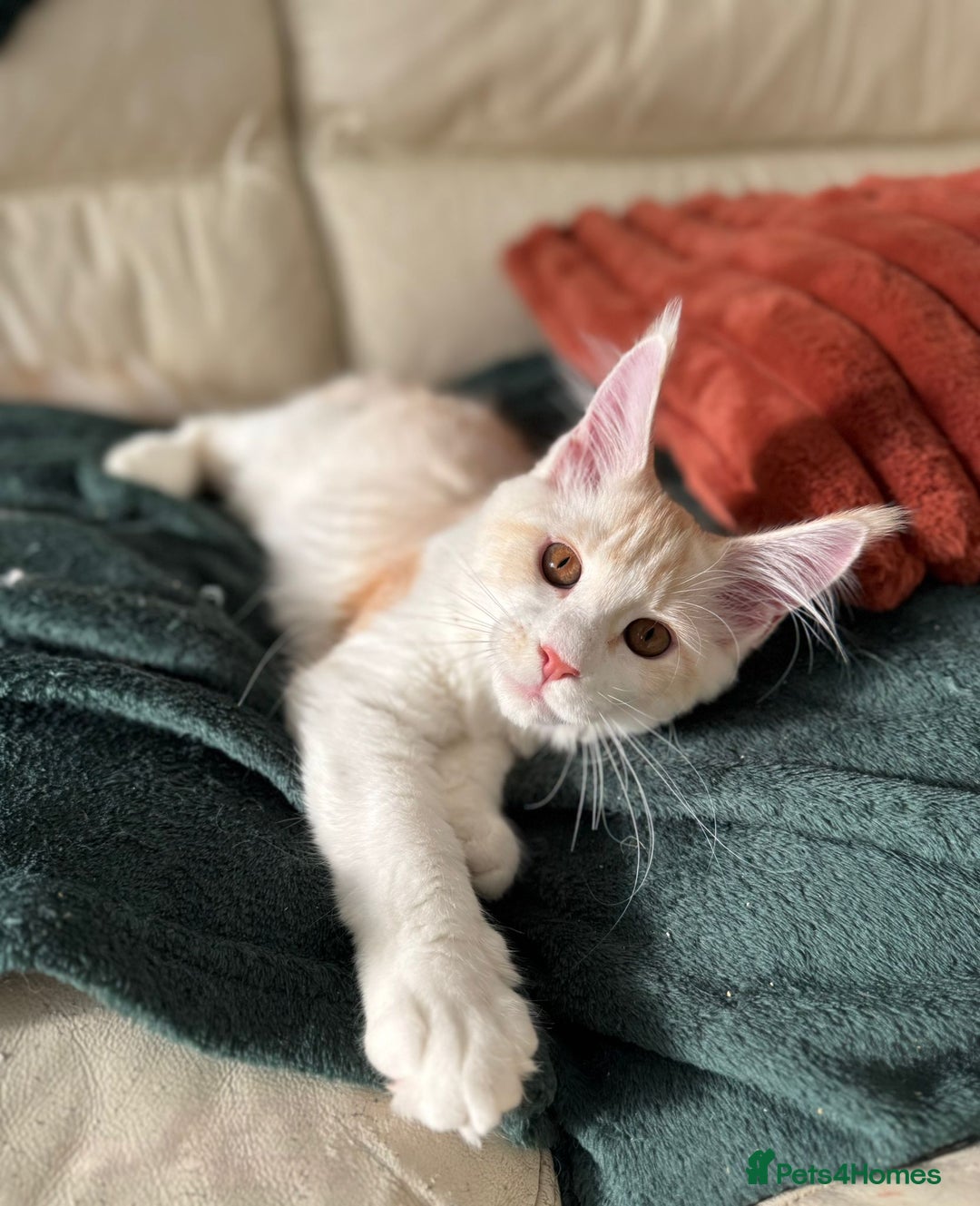 Maine Coon cats for sale: Gorgeous mainecoons XL  - Image 2