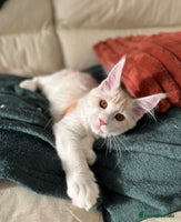 Maine Coon cats - Advert 2