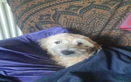Mixed Breed dogs for sale: Free to a good home  - Image 3
