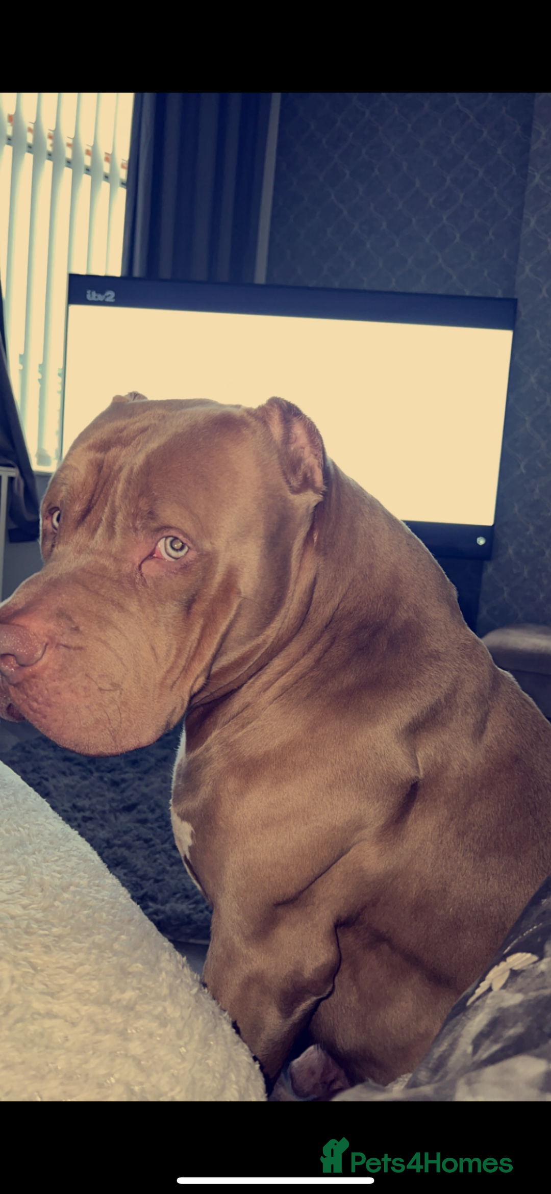 Mixed Breed dogs for sale: Bully cross mastiff  - Advert 3