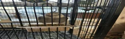 Cockatiels birds for sale: Tamed cockatiel  in Leicester - Advert 3