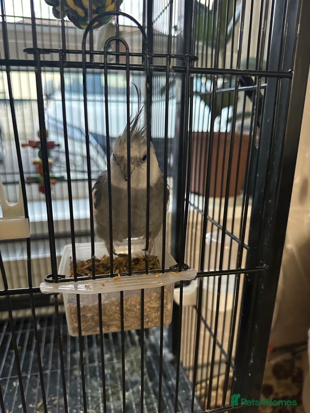 Cockatiels birds for sale: Tamed cockatiel  in Leicester - Advert 3