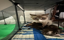 RagaMuffin cats for sale: Ragamuffin kittens  - Image 28