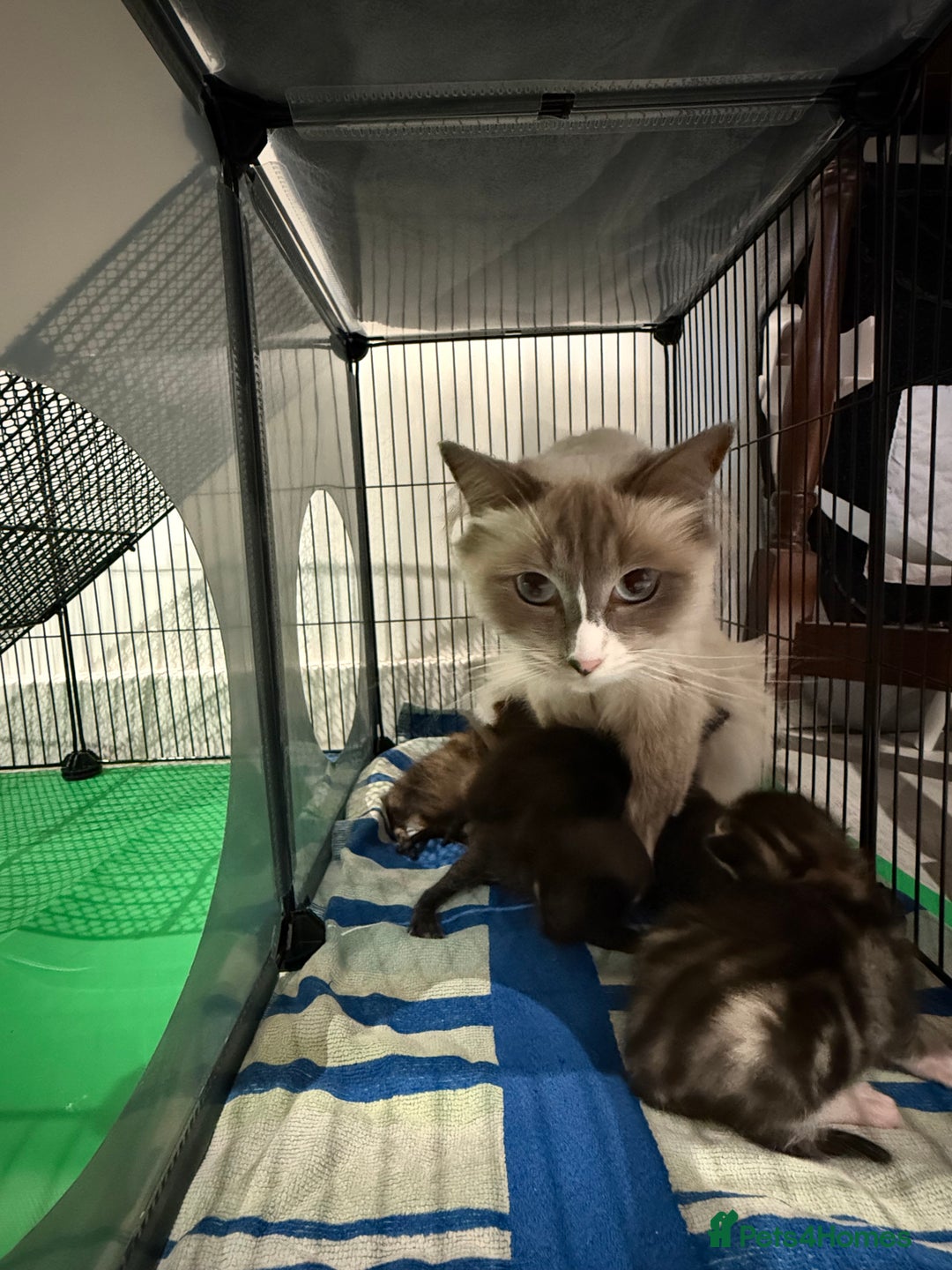 RagaMuffin cats for sale: Ragamuffin kittens  - Image 28