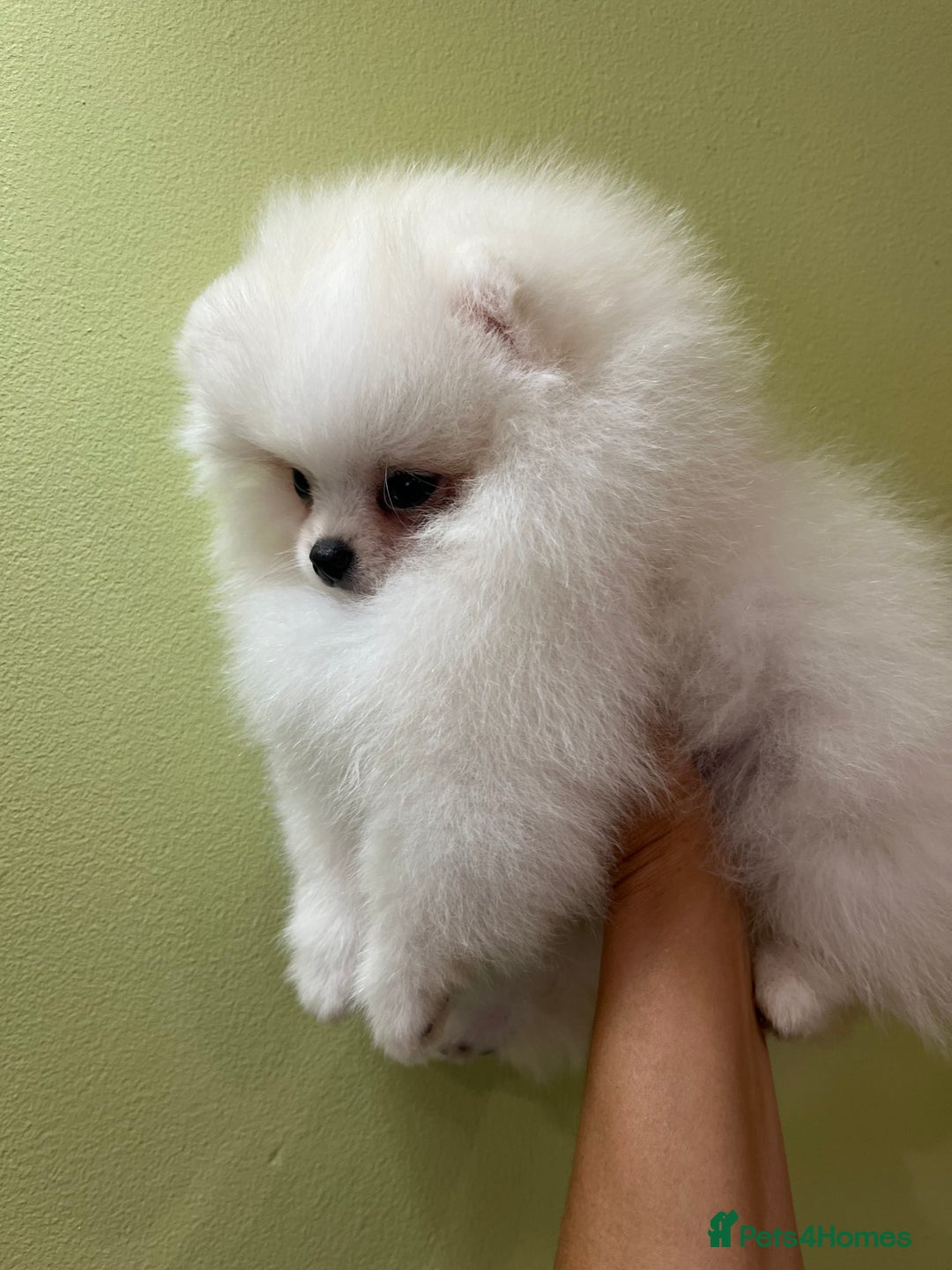 Pomeranian dogs for sale: Quality Pom puppies from Five Star Breeder  - Image 19