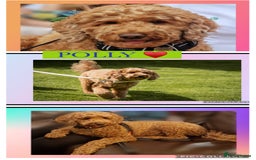 Australian Labradoodle dogs for sale: ♥️Tiny tails,Big Hearts - Australian Labradoodles  - Image 11