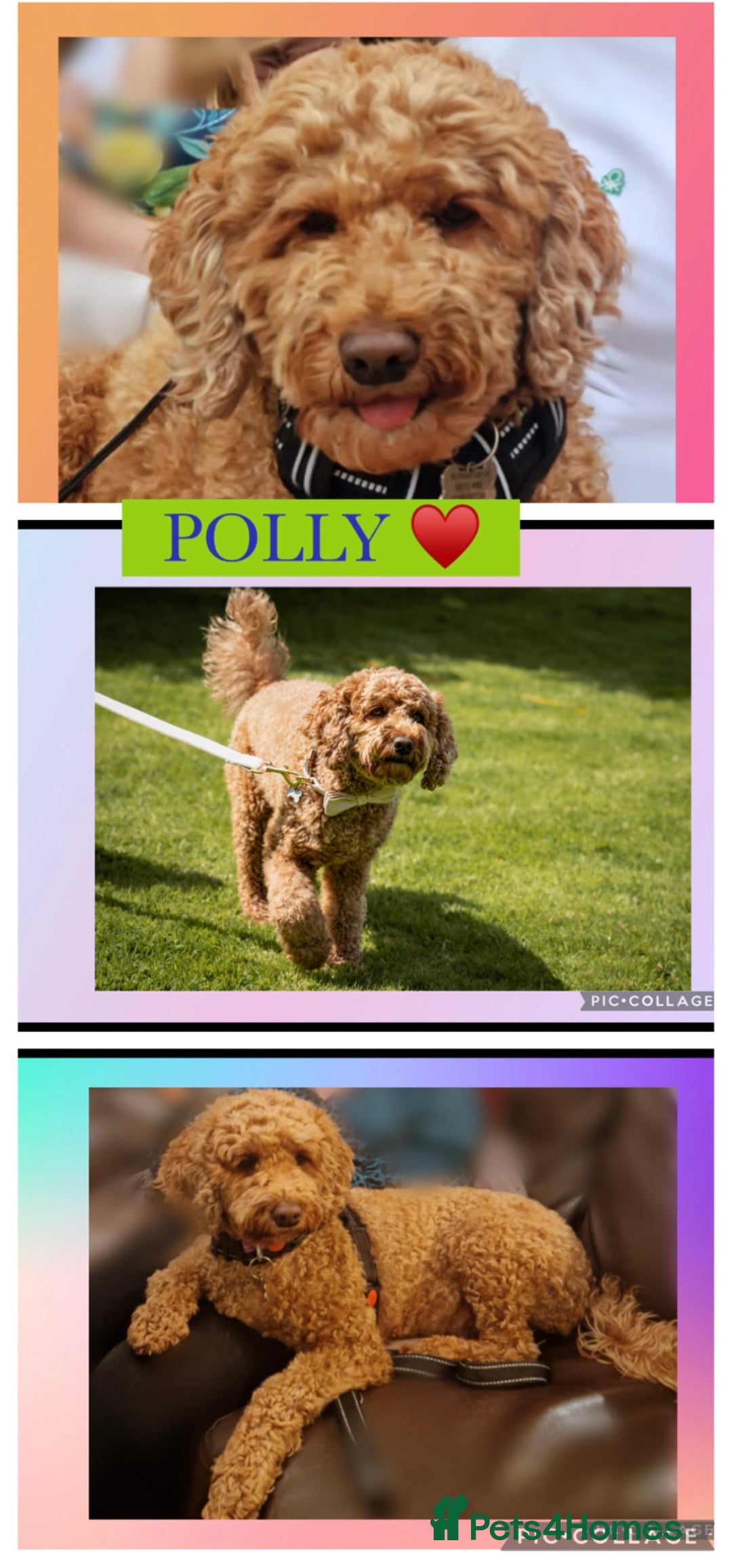 Australian Labradoodle dogs for sale: ♥️Tiny tails,Big Hearts - Australian Labradoodles  - Image 11