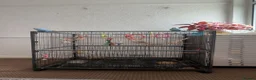 Budgerigars birds for sale: Three female budgies in London - Advert 4
