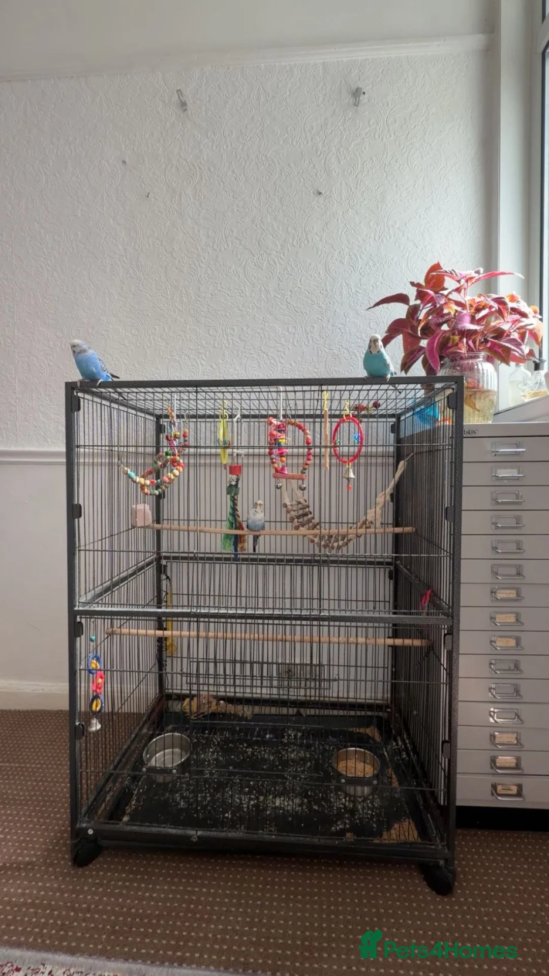 Budgerigars birds for sale: Three female budgies in London - Advert 4