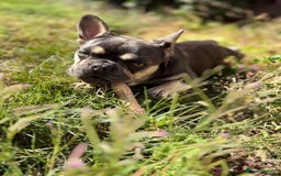 French Bulldog dogs for sale: French Bulldog -Female-Blue & Tan - Image 1