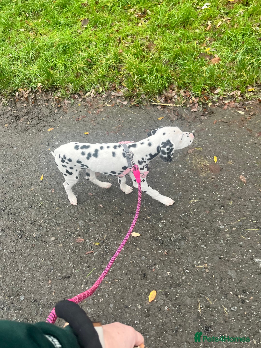 Dalmatian dogs for sale: One Dalmatian girl  - Advert 3