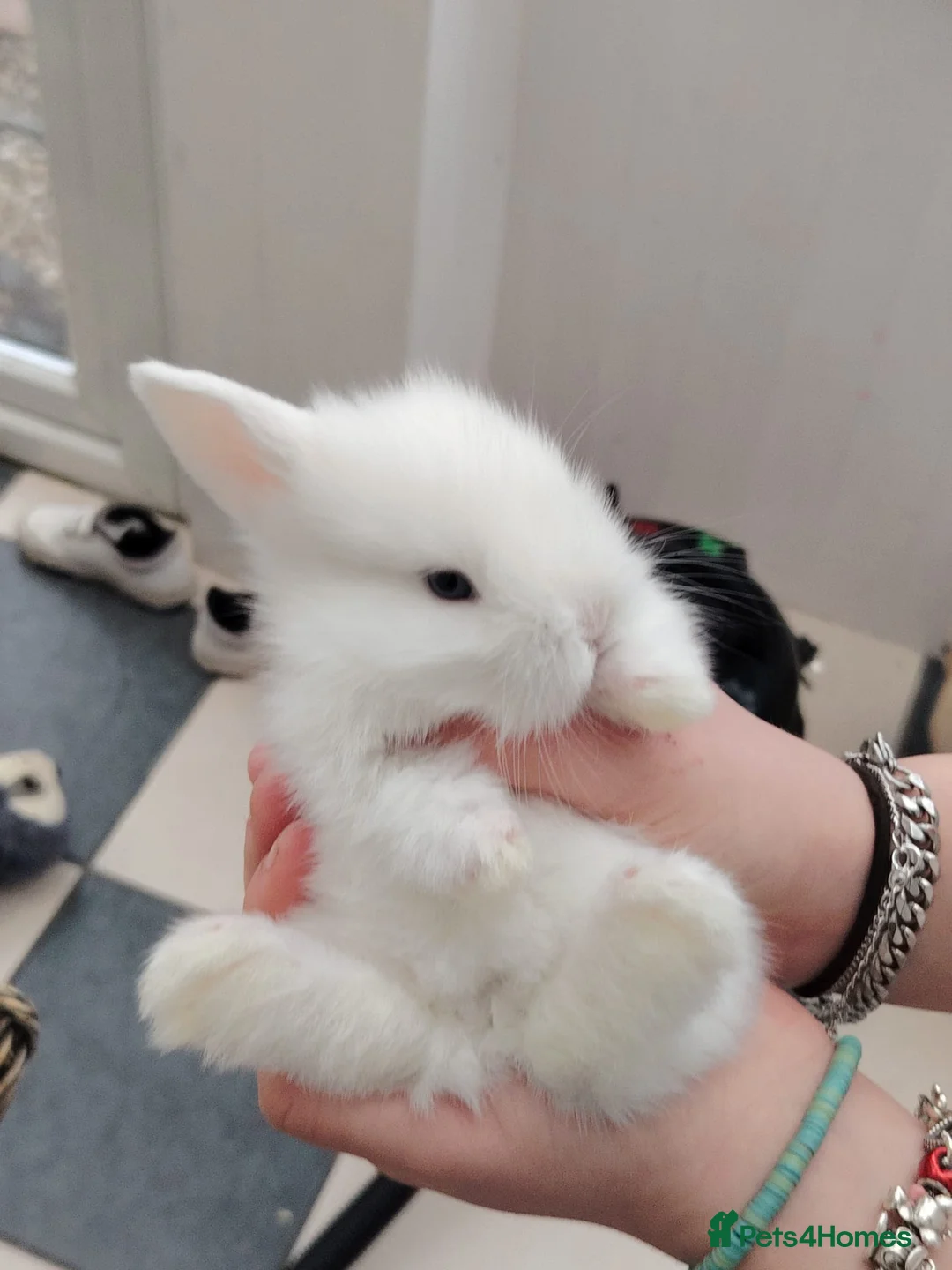 Mixed Breed rabbits for sale: Lion head mix breed bunnies  - Advert 4