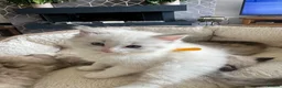 Ragdoll cats for sale: Ragdoll kittens  in Blackburn - Advert 23