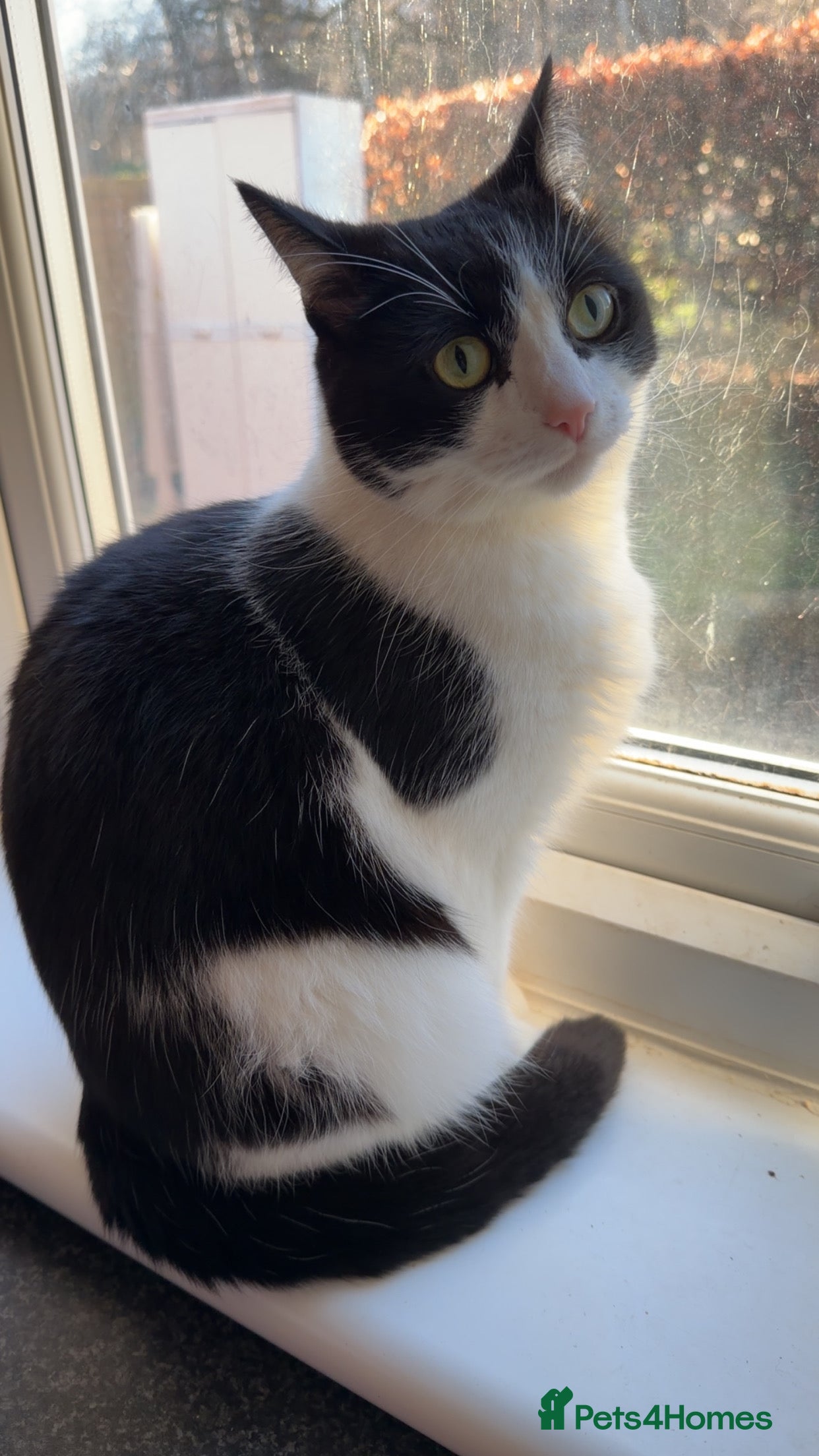 Domestic Shorthair cats Neo-neil - Advert 1