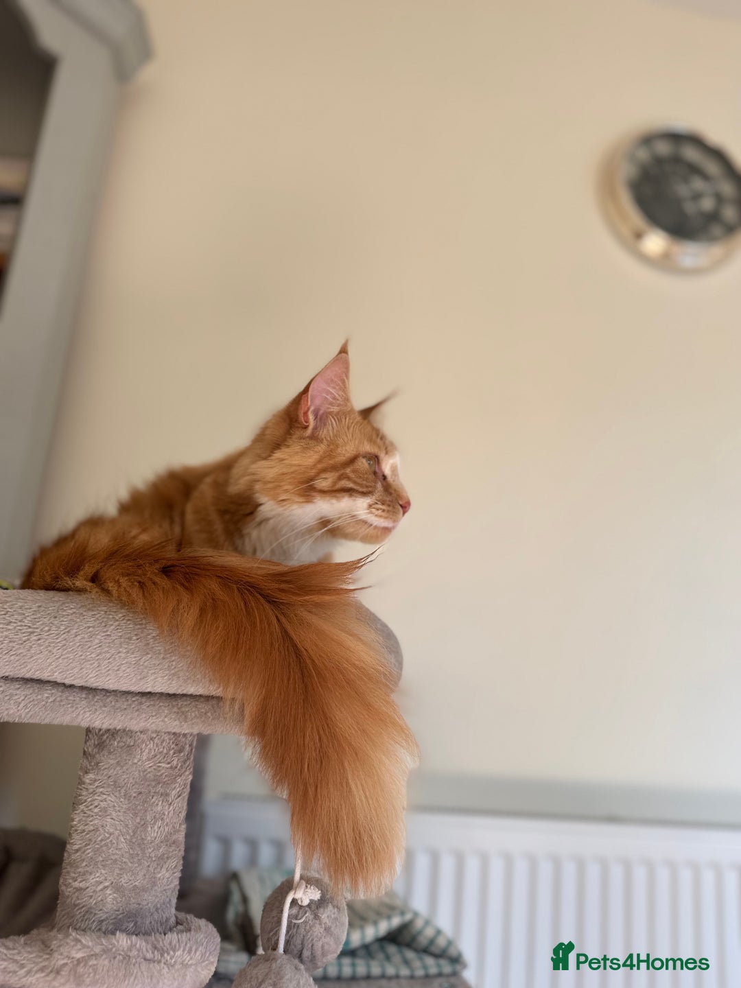 Maine Coon cats for sale: 1 year old Maine Coon - Image 8