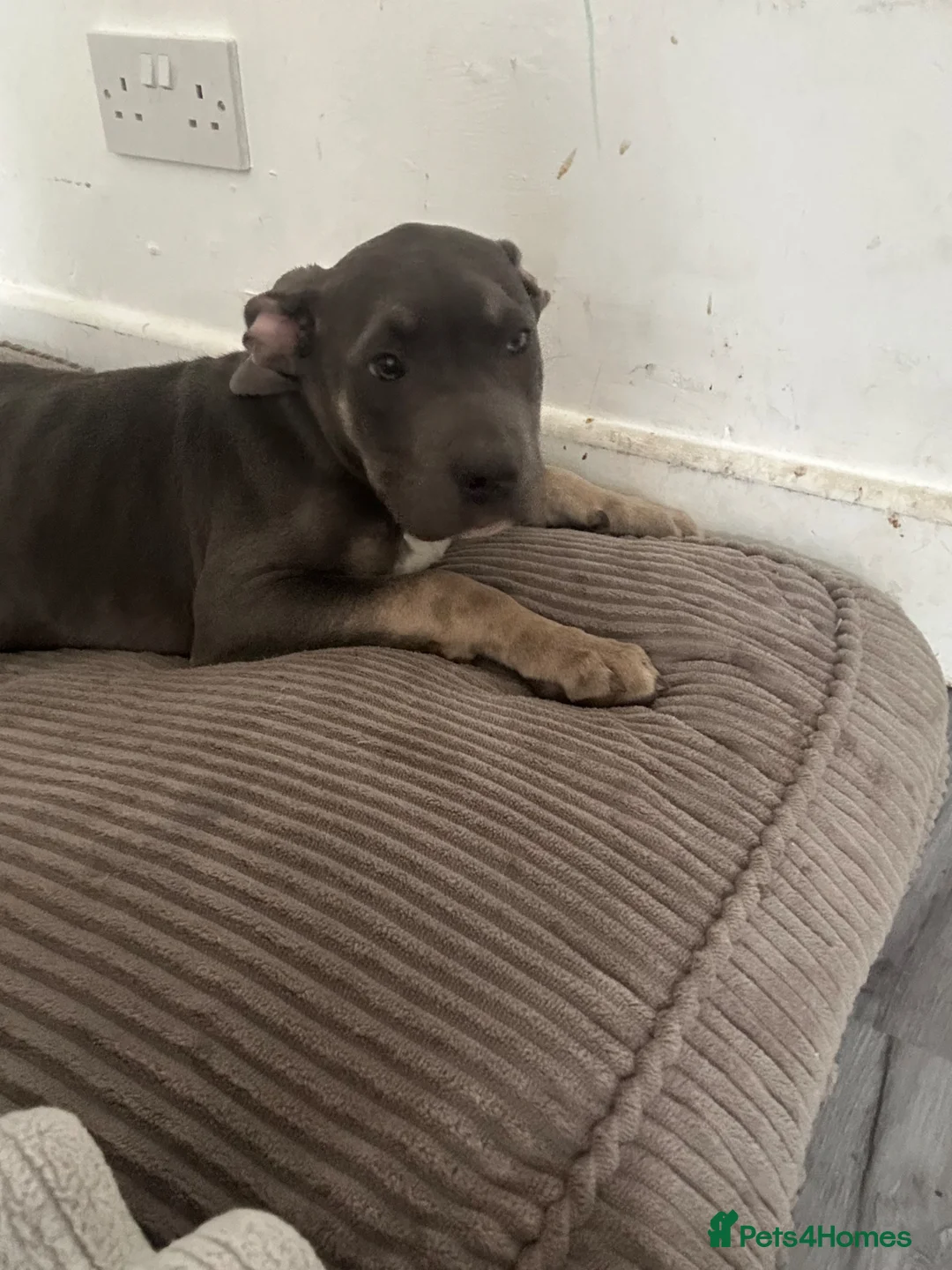 Bandog dogs for sale: Blue American bulldog cross mastiff  in Sheerness - Advert 5