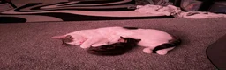 Aegean cats for sale: Beautiful kitten for sale  - Advert 1