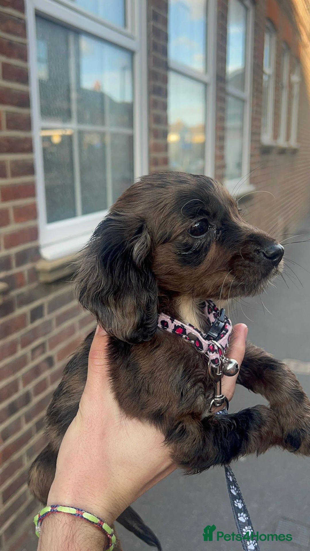 Cocker Spaniel dogs for sale: Rare cocker spaniel 1 left - Image 1