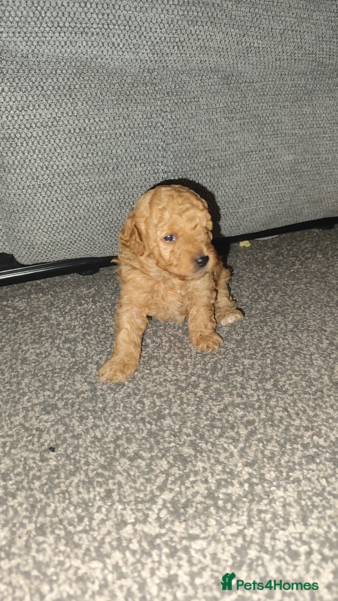 Toy Poodle dogs for sale: Two beautiful boy toy poodles - Advert 5