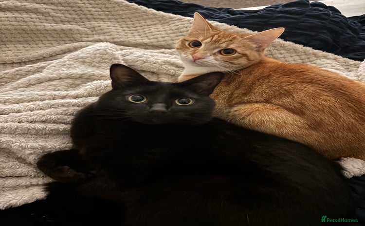British Shorthair cats - Advert 4