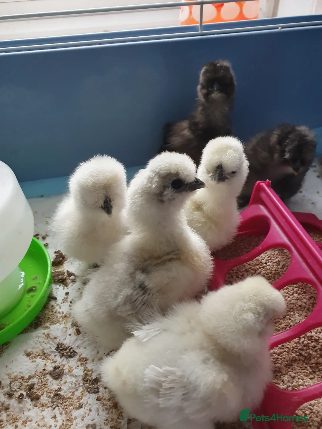 Chickens poultry for sale: Unsexed week old silkie chicks in ELY - Advert 1