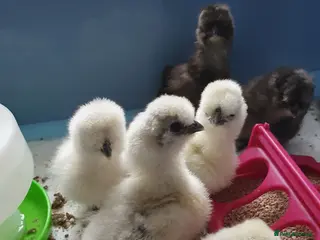 Chickens poultry Unsexed week old silkie chicks - Advert 1