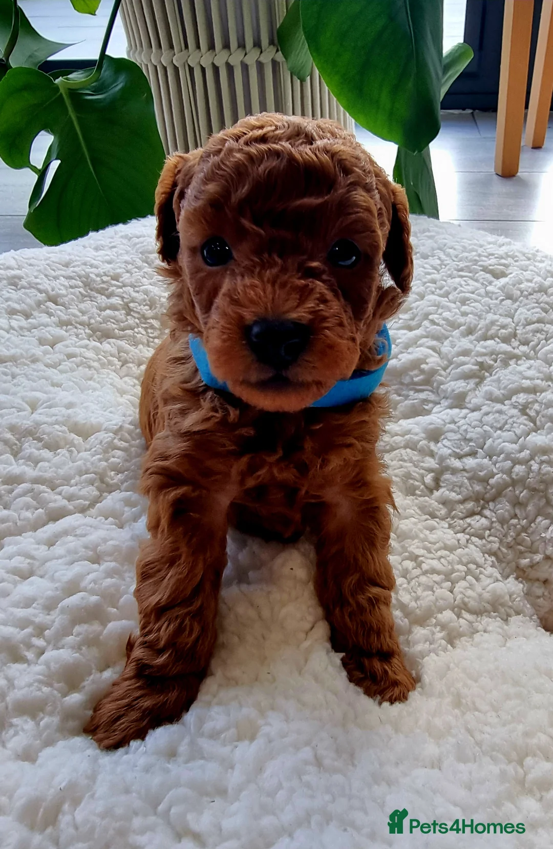 Toy Poodle dogs for sale: Exceptional Tiny Toy Poodle Puppies in Shoreham-by-Sea - Advert 11